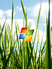 Windows_Grass.jpg
