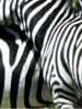 Zebra.gif