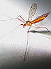 Mosquito.jpg